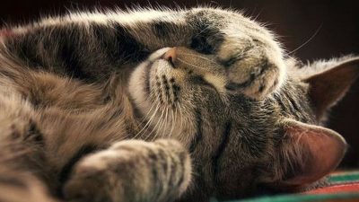 Mitos menabrak kucing