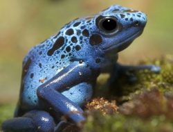 Jangan Tergoda Dengan Warnanya! Ini 4 Fakta Katak Panah Beracun