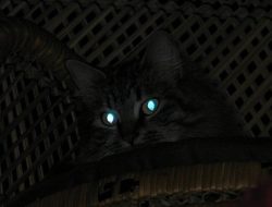 5 Fakta Unik Kucing, Hewan Menggemaskan yang Ternyata Sangar