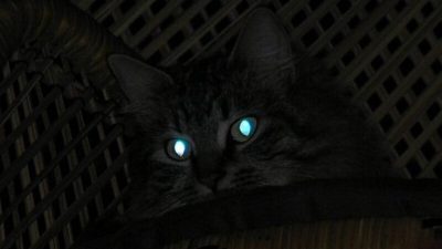 Fakta unik kucing